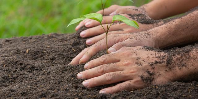 Satu Orang Satu Pohon, Wamen LH Ajak Pemulihan Lingkungan untuk Keberlanjutan Hidup