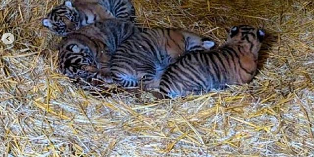 Hore, 4 Bayi Harimau Sumatera Lahir Perdana di Taman Satwa di Inggris