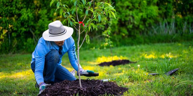 Anggota DPRD NTB Dorong Tanam Kemiri di Hutan Kritis Bima