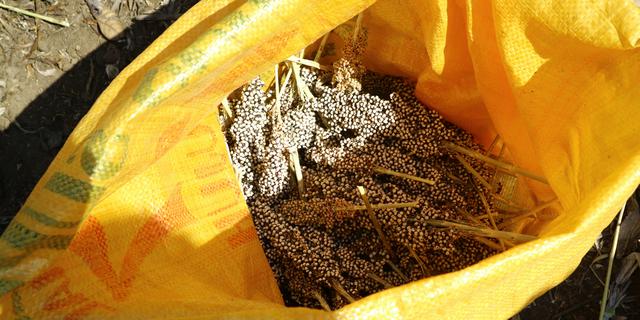 Kementan Dorong Pengembangan Sorgum, Benih dari Cirebon Disiapkan