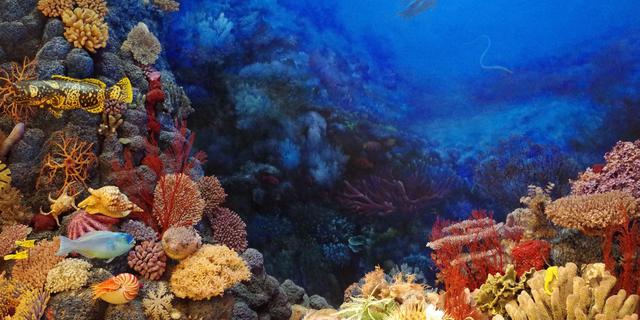 Genjot Konservasi Terumbu Karang Melalui Skema Pengalihan Utang