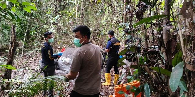 Gajah Tanpa Kepala di Hutan Konsesi Pelalawan Riau Diduga Kuat Korban Perburuan Liar