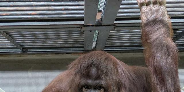 Tak Hanya Komodo, Orang Utan Kalimantan Juga Dikembangbiakkan di Kebun Binatang Jepang