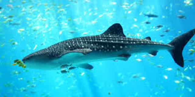 Peduli Satwa Laut, Ekspedisi OceanX Indonesia Mission: Habitat Paus dan Lumba-Lumba Perlu Dilindungi