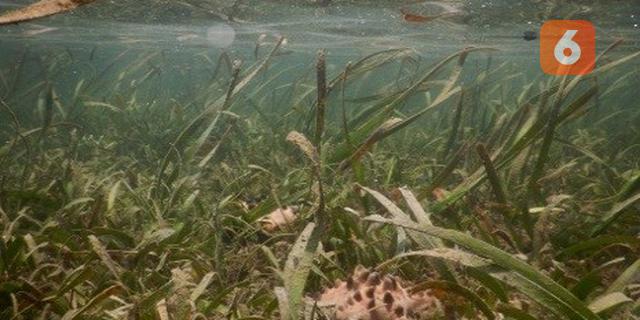 BRIN Soroti Kemampuan Padang Lamun dalam Menyimpan Karbon