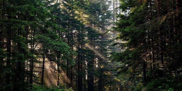 Program Tanam Pohon Jabar Dinilai DPRD Bogor Penting untuk Perbaikan Hutan