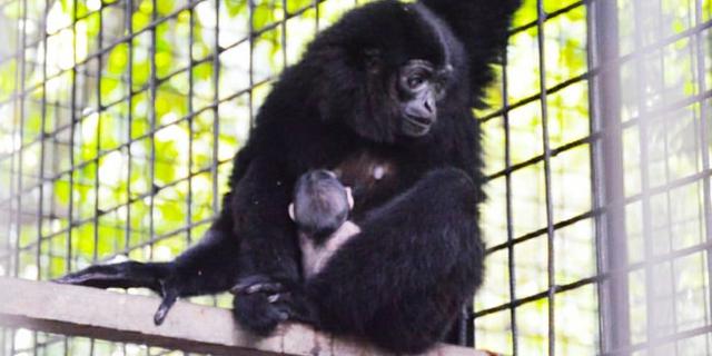 Perdagangan Satwa Langka di Riau Digagalkan, Seekor Owa Ungko Berhasil Diselamatkan