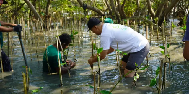 Penanaman 300 Pohon Mangrove di Kawasan Ekowisata Wonorejo