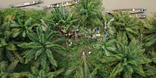 3,32 Juta Hektare Lahan Sawit Ilegal Tumbuh di Kawasan Hutan Indonesia