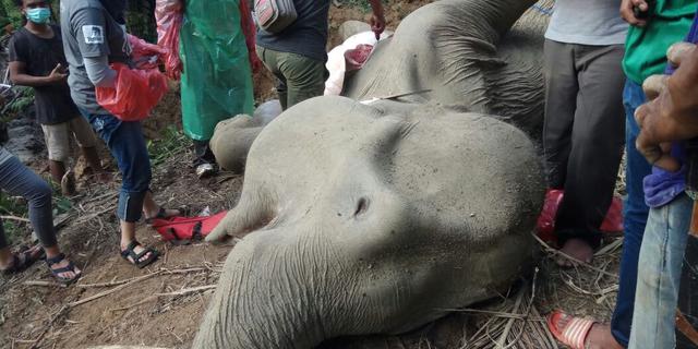 Penegakan Hukum Jaringan Pelaku Pembunuhan Gajah Sumatera di Riau Terus Berlanjut
