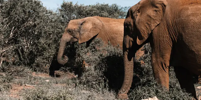 Dari Hutan ke Jalur Lari, Gerakan Baru untuk Menyelamatkan Gajah Sumatera