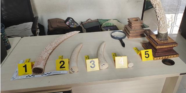 Gading Gajah Dijual Sebagai Kerajinan di Toko Seni, Tersangka Terancam Penjara 15 Tahun