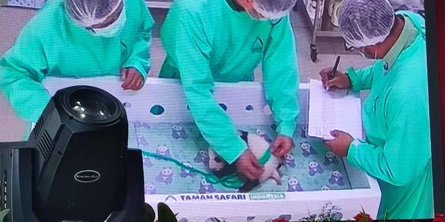 Perayaan 40 Hari Bayi Panda Rio Penghuni Taman Safari Indonesia Bogor, Beratnya Naik 46 Persen