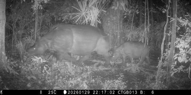 Anak Badak Jawa Baru Terekam Kamera Jebak di TN Ujung Kulon, Pengobat Kematian Badak Musofa