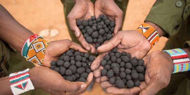 SeedBalls, Inovasi Bola Bibit untuk Atasi Deforestasi di Kenya
