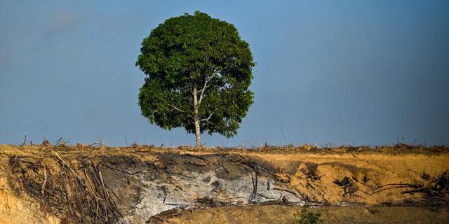 Deforestasi Terbukti Memperparah Durasi Gelombang Panas Global