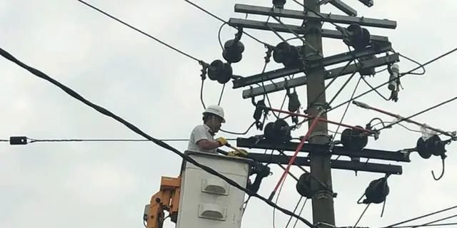 Lepas Ketergantungan Batu Bara, Tanaman Multifungsi Bisa jadi Sumber Energi Kelistrikan