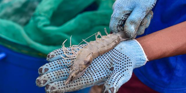Kementerian Kelautan dan Perikanan Rekrut 3.000 Pekerja, Pengembangan Tambak Udang Waingapu