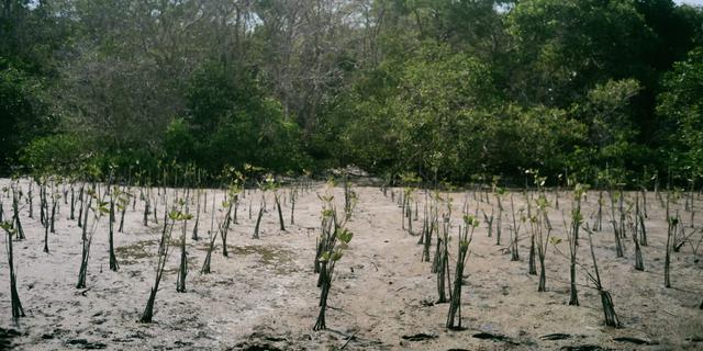 Langkah Berkelanjutan dengan Penanaman Mangrove hingga Perlindungan Satwa Laut