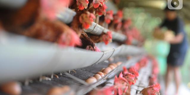 Tanpa APBD, Pemkot Bogor Kembangkan Peternakan Ayam Petelur untuk Dukung MBG