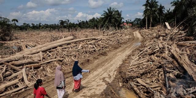 Benih untuk Pulih, Perjalanan Panjang Kembalikan Hulu Hutan Sumatera yang Dikoyak Bencana