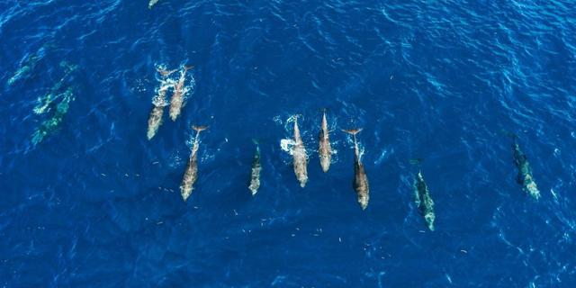 Lindungi Keanekaragaman Hayati, Pemerintah Tetapkan Konservasi Perairan Wetar Barat Maluku