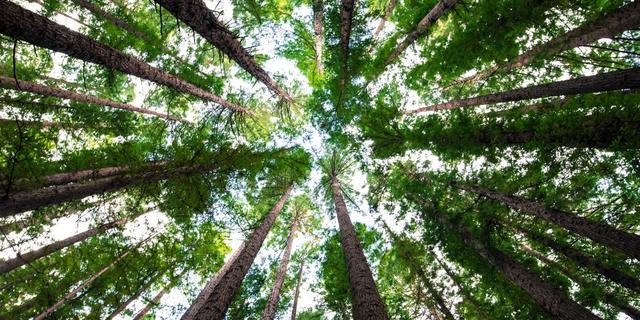 Bogor Perluas Ruang Hijau Melalui Hutan Kota di Tiap Kecamatan