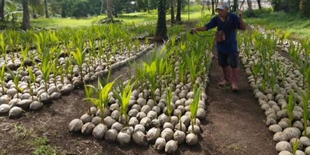 Hilirisasi Perkebunan, Kementan Siap Salurkan 39.861 Bibit Kelapa untuk Petani di Sulut