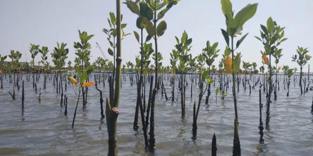 Perluasan Penanaman Mangrove di Pesisir Morowali, Perkuat Ketahanan Ekosistem