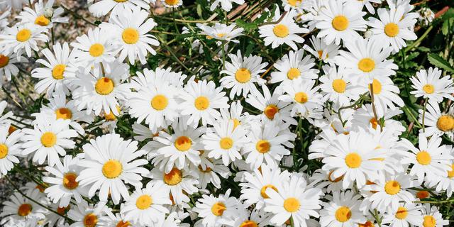 Ratusan Bunga Liar Mekar Lebih Awal di Eropa, Bukti Perubahan Iklim Ekstrem