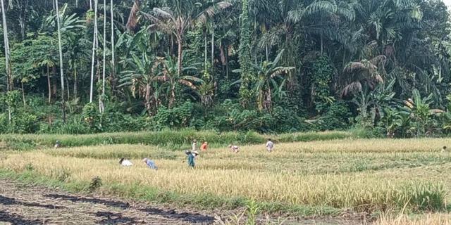 Pemkab Pasaman Barat Tetapkan 7.275 Hektare jadi Lahan Pertanian Pangan Berkelanjutan