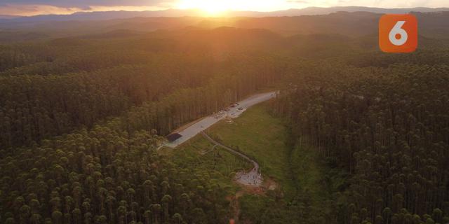 Kontribusi Pohon bagi Kehidupan Menurut Pakar Kesehatan