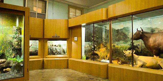 Museum Zoologi Bogor Luncurkan Immerzoa sebagai Ruang Imersif Edukasi Satwa