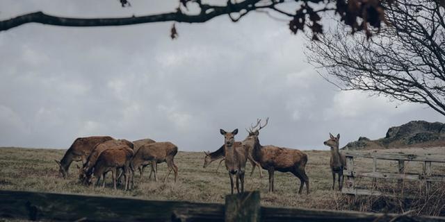 40 Rusa Timor Kembali Lengkapi Rantai Ekologi Savana di Taman Nasional Baluran Jatim