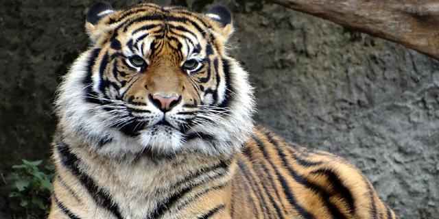 Pakar Konservasi Satwa Liar IPB: Turunnya Populasi Harimau Sumatera Akibat Mangsa dan Habitat Punah