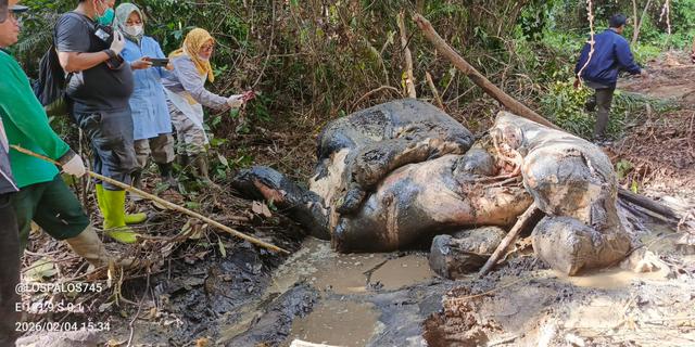 Kasus Gajah Sumatera Mati dengan Kepala Terpotong di Lahan Konsesi, PT RAPP Dipanggil Kemenhut