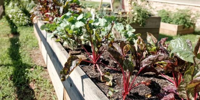 Memahami Gaya Hidup From Farm to Table yang Ramah Lingkungan