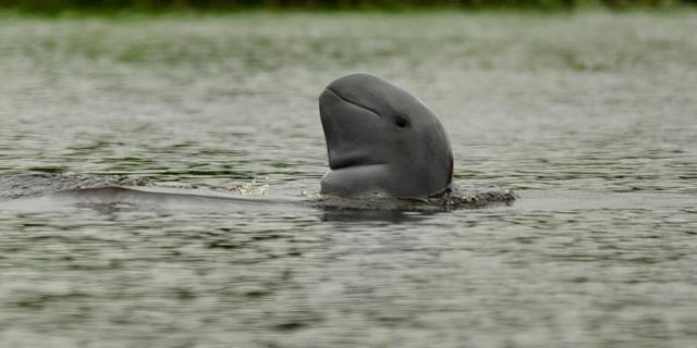 Populasi Pesut Mahakam Menyusut karena Tongkang Batu Bara, Hanya Tersisa 66 Ekor Saja