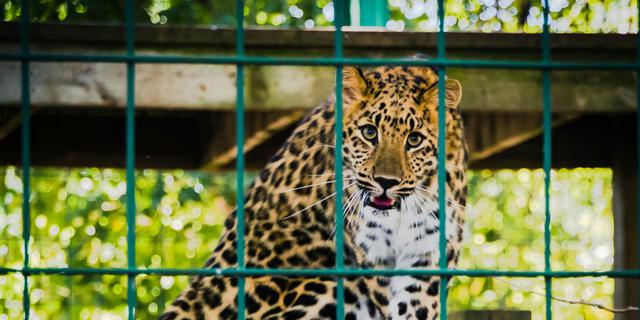 Cegah Perkawinan Sedarah, Kemenhut Perkuat Pertukaran Satwa untuk Jaga Populasi