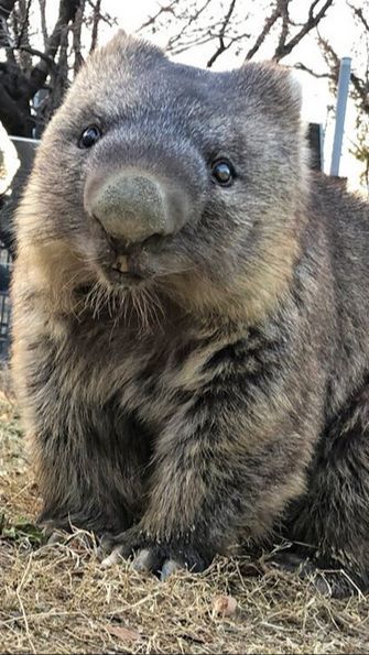 This is the Oldest Wombat in the World Turning 35 Years Old | trstdly ...