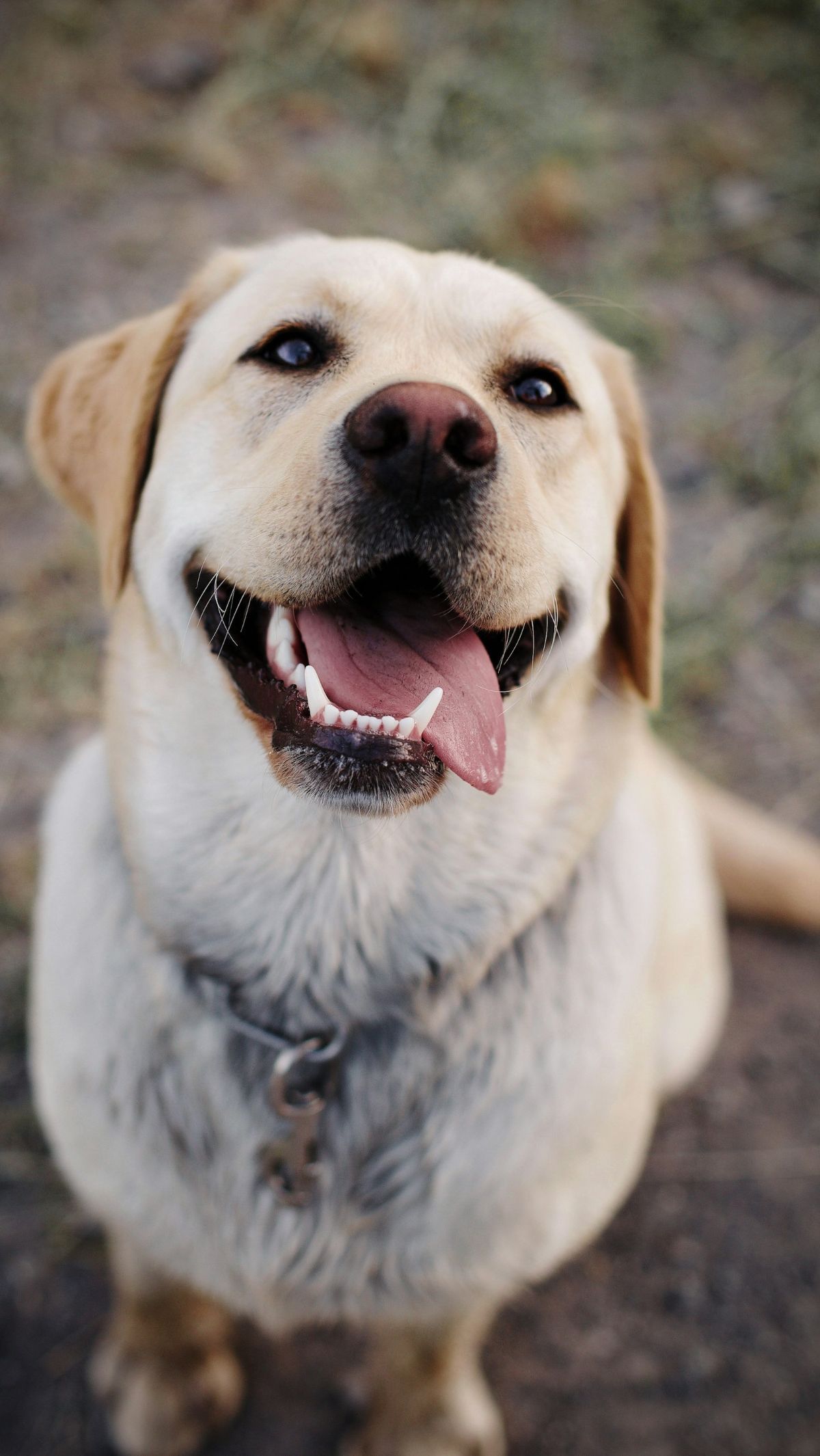 10 Psychiatric Service Dog Breeds for Mental Health and Pawsitive Support trstdly trusted