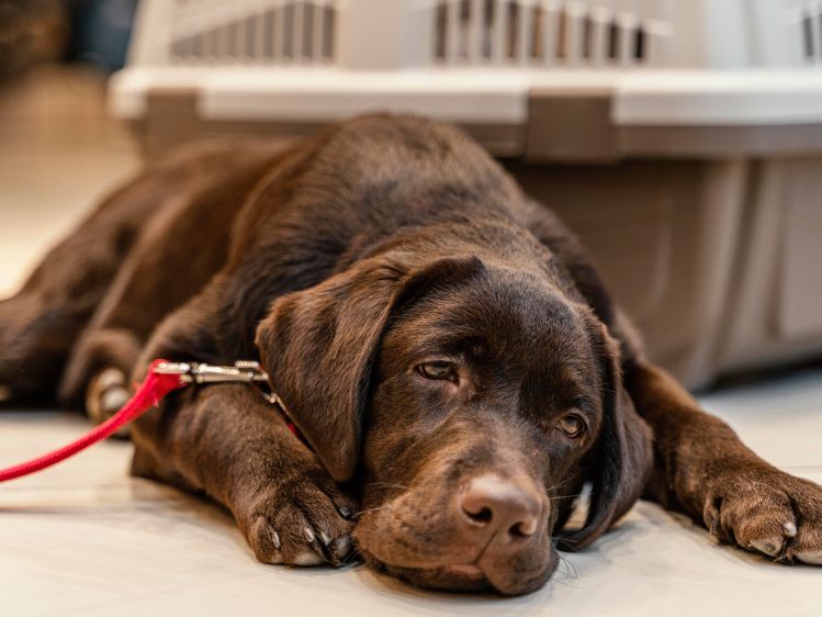 Why is My Dog Throwing Up Causes, Actions, and When to Seek Help