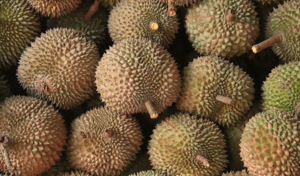 7 Makanan Dan Minuman Yang Tidak Boleh Dikonsumsi Bersamaan Dengan Durian