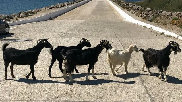 Bikin Heboh, Kambing Ikut Lomba Maraton Diteriaki Penonton Sampai Finish Dapat Medali