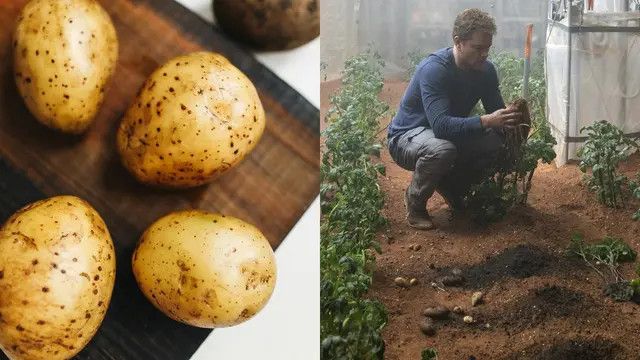 Ternyata Bangun Rumah di Luar Angkasa Lebih Kuat Pakai Tepung Kentang, ini Kelebihannya