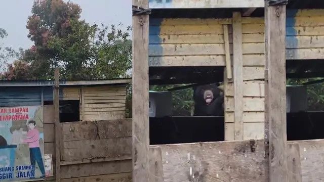 Tak Ada Makanan di Hutan, Beruang Hitam Cari Makan di Tumpukan Sampah Warga Lampung