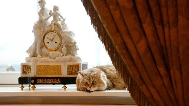 Kucing-kucing ini Bergelimang Hidup Mewah, Tinggal di Hotel Bintang Lima hingga Gedung Putih