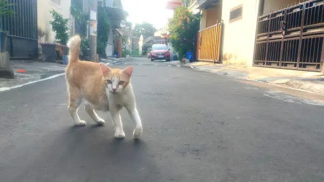 Viral Belasan Kucing Mati Mendadak di Malang