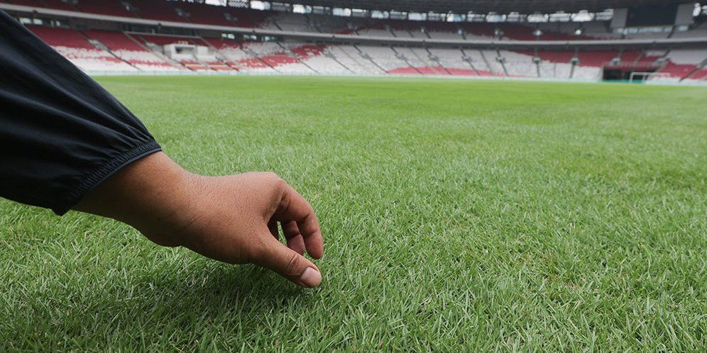 Perkembangan Terbaru Rumput GBK usai Dikeluhkan Pemain Jepang