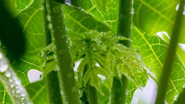 Rahasia Memasak Daun Pepaya Agar Tidak Pahit yang Jarang Diketahui